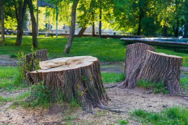 Tree And Stump Removal