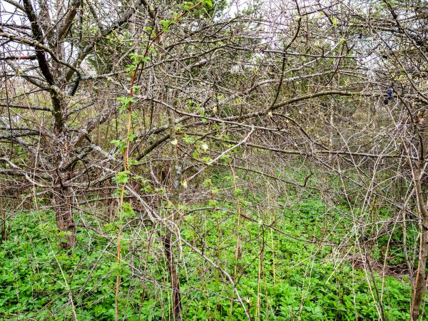 Underbrush Clearing in Melbourne