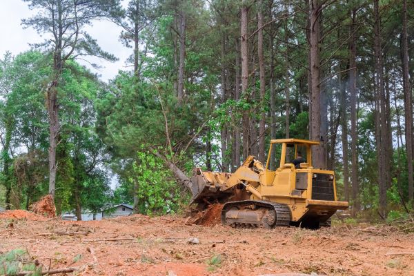 Forest Thinning in Melbourne