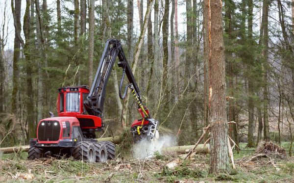 Forest Clearance Service in Melbourne