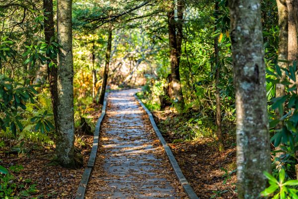 Trail Clearing in Melbourne
